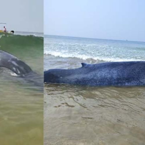 रत्नागिरीतील गणपतीपुळे समुद्रकिनाऱ्यावर सापडलेल्या बेबी व्हेल (Baby Whale) माशाचा मृत्यू